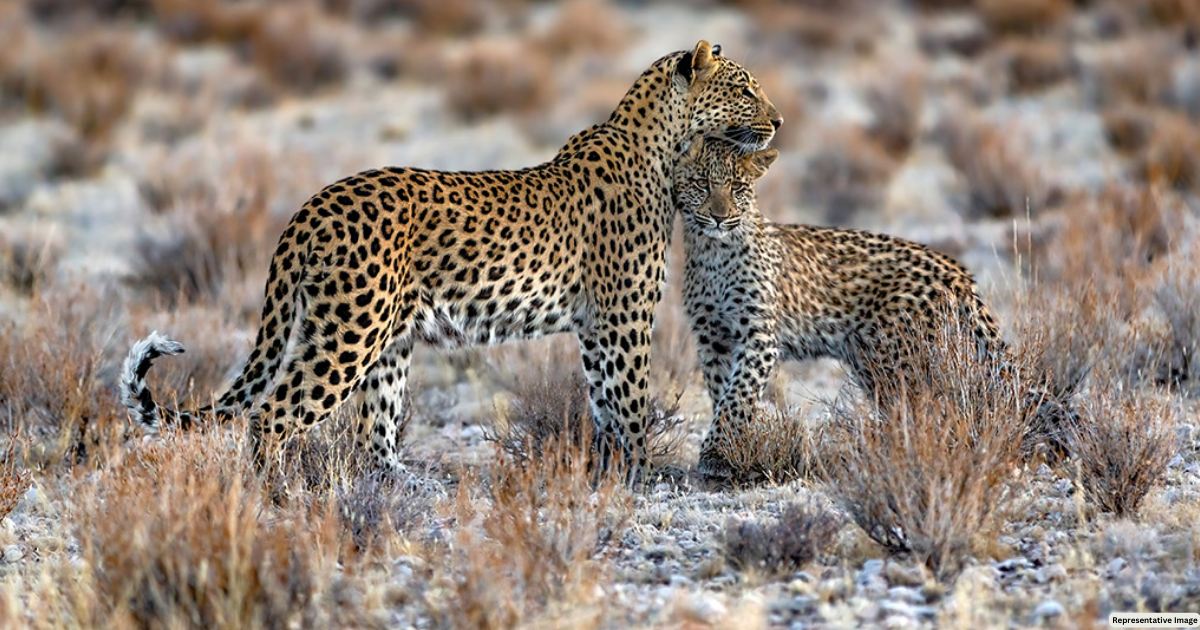 721 leopards adorning Raj: Minister Yadav releases report